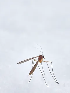 West Nile